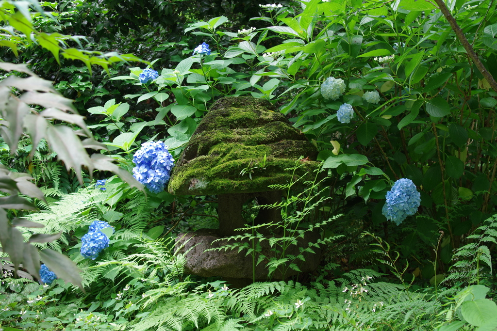 石灯籠とアジサイ_靖国神社