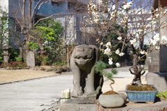 雄虎じっと見つめる_天現寺