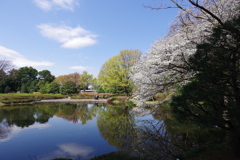 ソメイヨシノ_神代植物公園