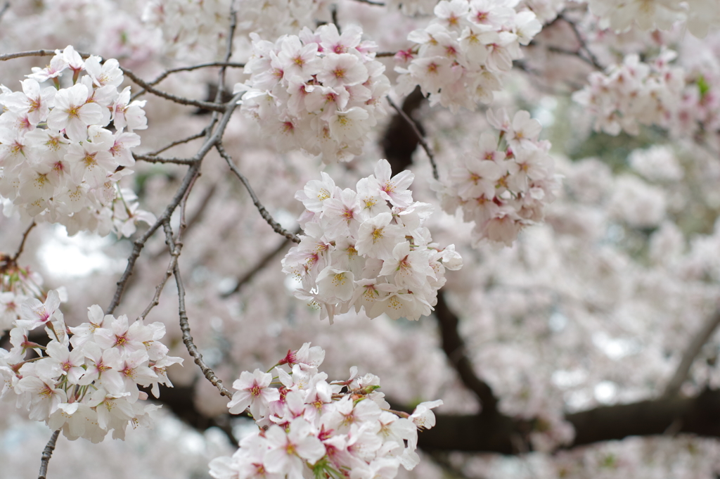 ソメイヨシノ_新宿御苑