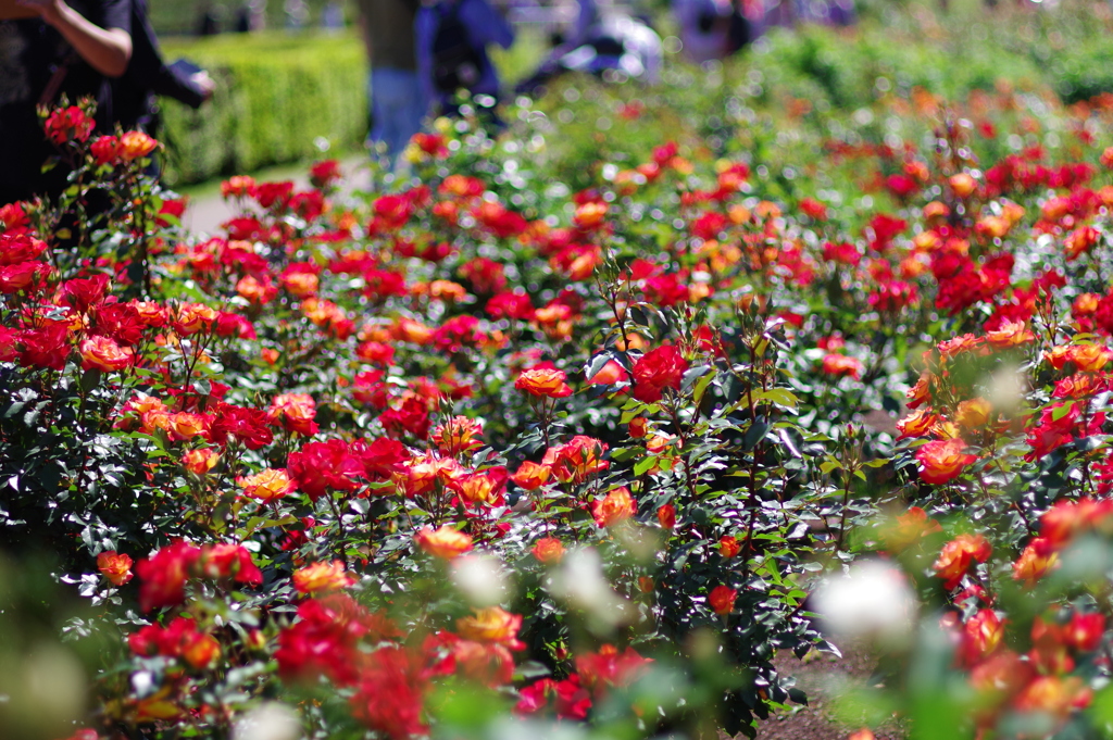 バラ_神代植物公園