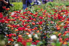 バラ_神代植物公園