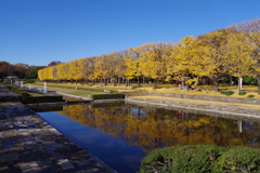 イチョウ並木_昭和記念公園