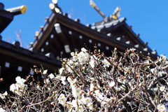 梅_白山神社(文京区)