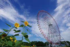 空とひまわりと観覧車_葛西臨海公園