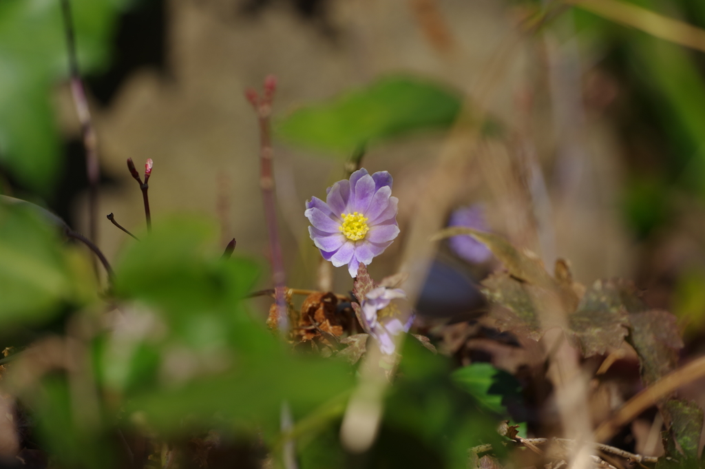 ユキワリイチゲ_林芙美子記念館