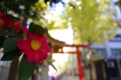 サザンカ_花園神社