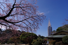 寒桜_新宿御苑2