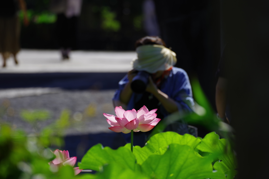 蓮_不忍池