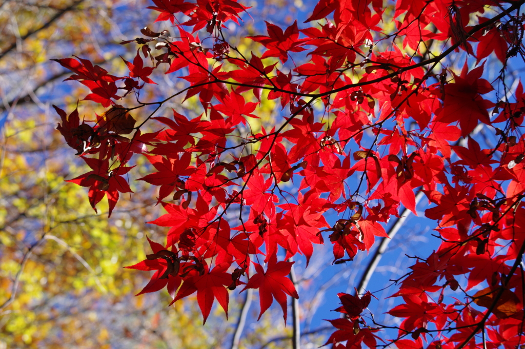 紅葉_林芙美子記念館