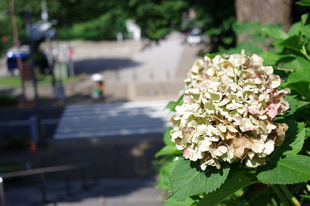 紫陽花_上野恩賜公園