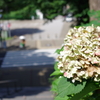 紫陽花_上野恩賜公園