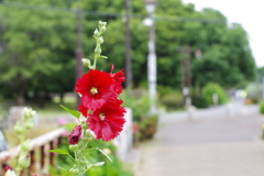 タチアオイ_和田堀公園