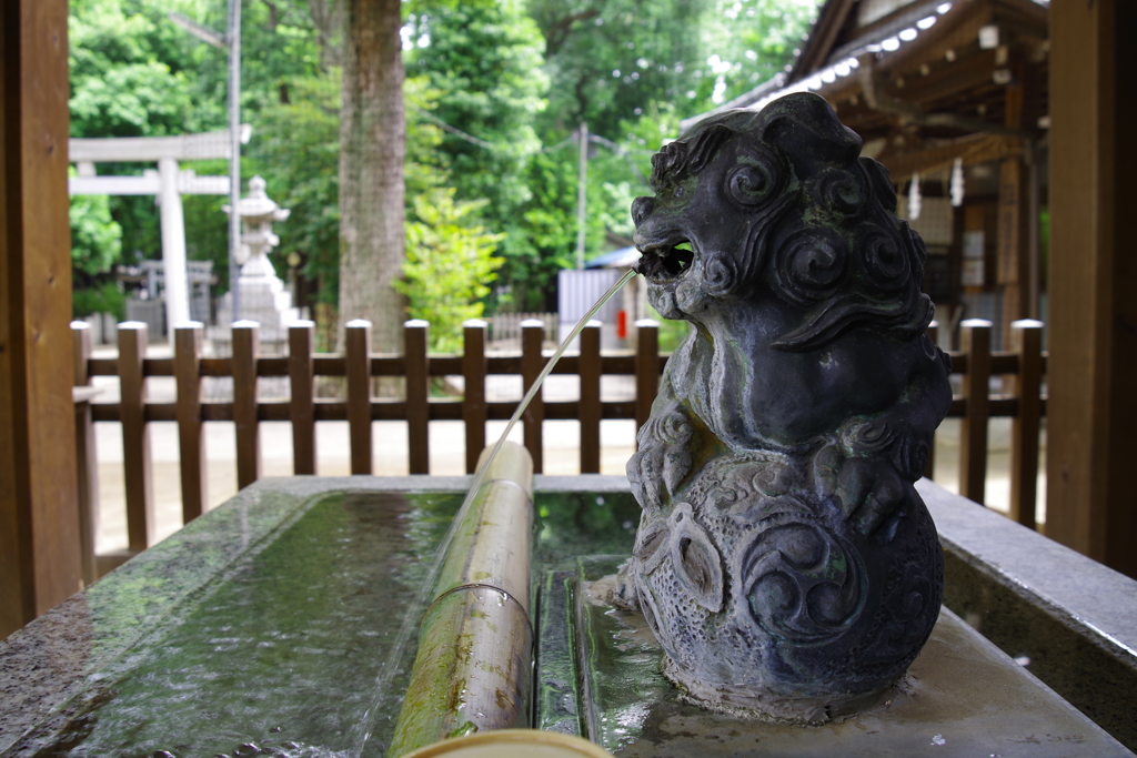 手水舎_獅子_荻窪八幡神社