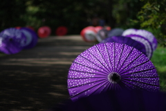 和傘_昭和記念公園