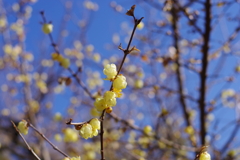 ソシンロウバイ_神代植物公園