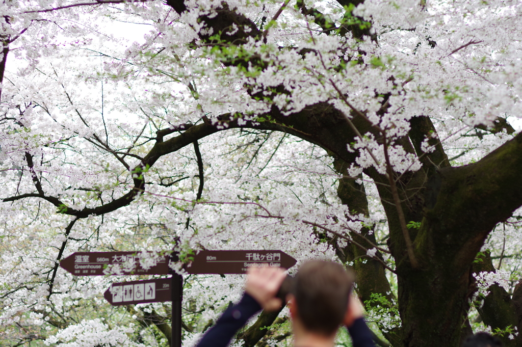 桜園_新宿御苑
