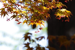 春紅葉_新宿御苑