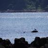 ユリカモメ_長井海の手公園