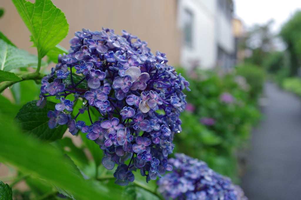 紫陽花_桃園川緑道