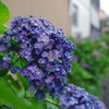 紫陽花_桃園川緑道