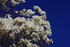 ハクモクレン_新宿御苑