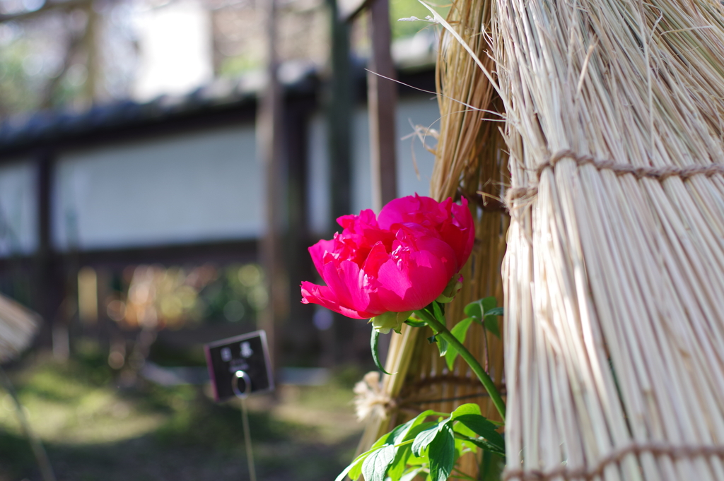 寒牡丹_上野東照宮ぼたん苑