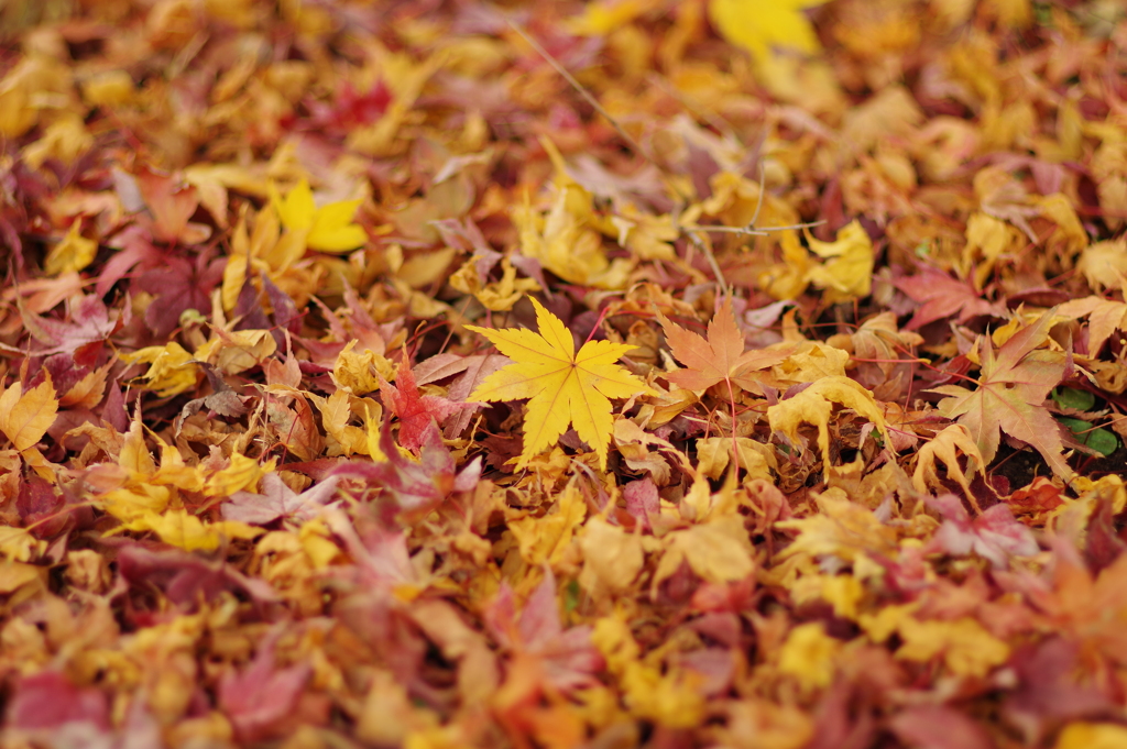 紅葉