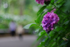 紫陽花_新宿中央公園