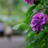 紫陽花_新宿中央公園