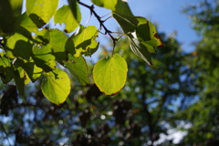 カツラ_小石川植物園