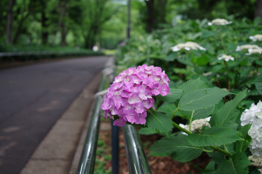 アジサイ_新宿中央公園