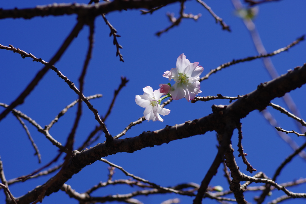 十月桜_新宿御苑