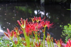 ヒガンバナ_小石川後楽園