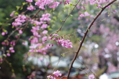 シダレザクラ_馬橋稲荷神社