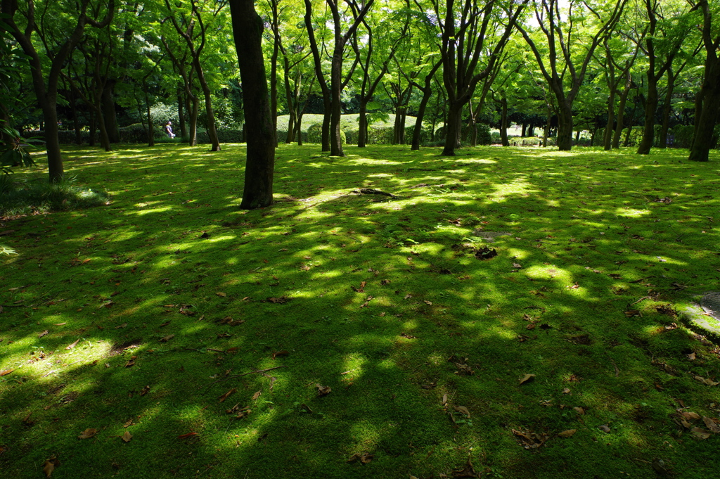 楓林_北の丸公園