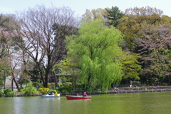 ヤナギ_善福寺公園