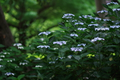 ガクアジサイ_日比谷公園