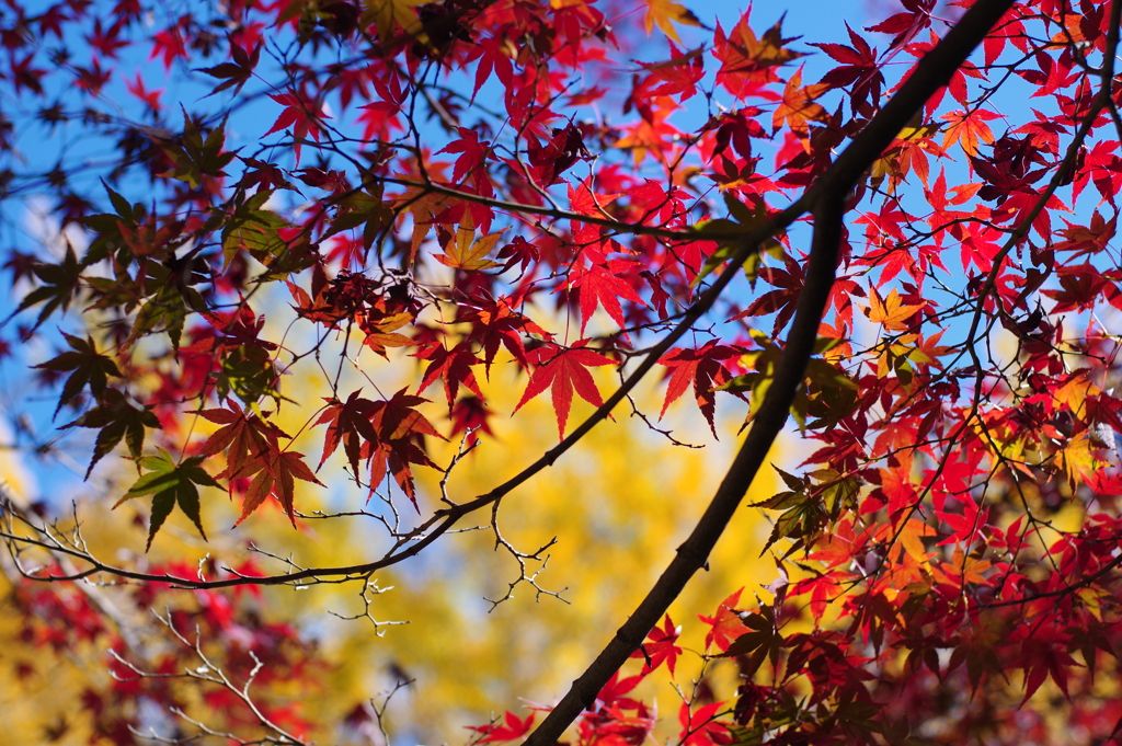 紅葉_昭和記念公園