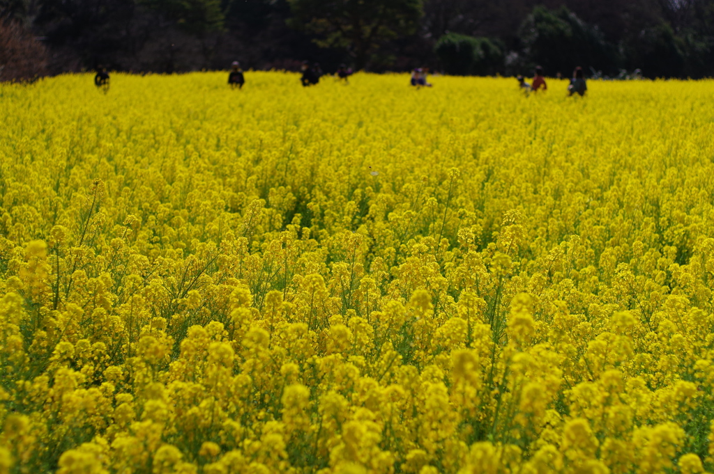 菜の花_浜離宮恩賜公園