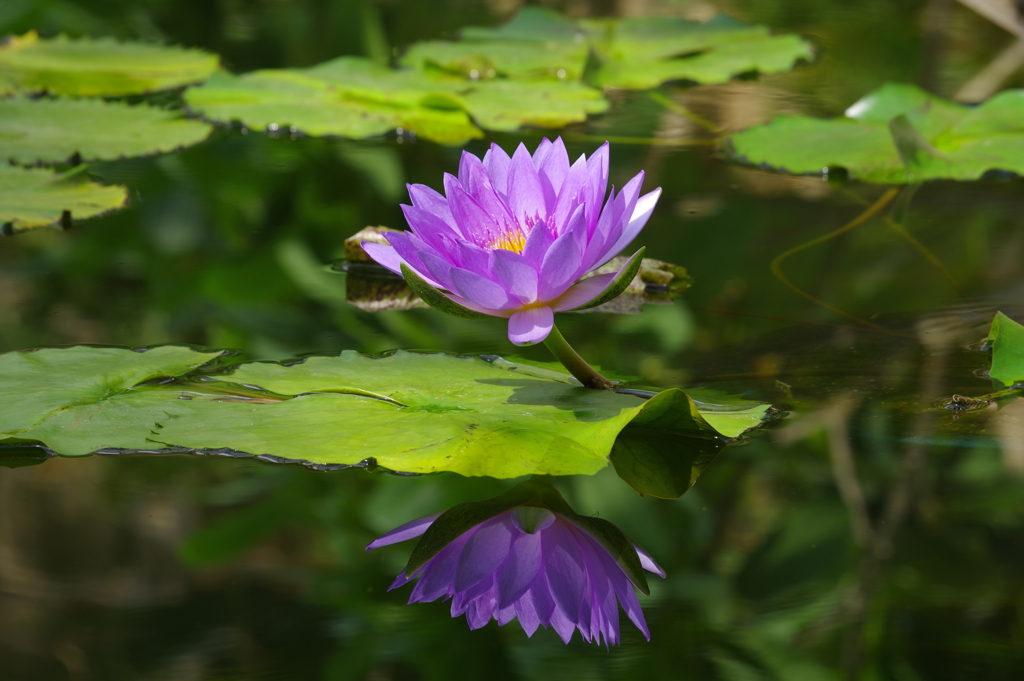 睡蓮_温室_神代植物公園