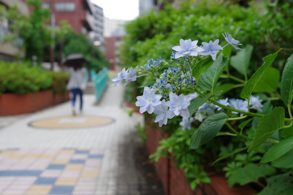 梅雨_桃園川緑道