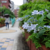 梅雨_桃園川緑道