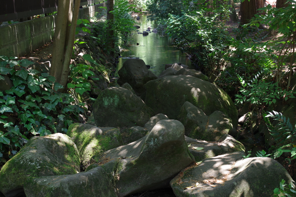 神田川の源流_井の頭恩賜公園