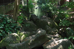 神田川の源流_井の頭恩賜公園