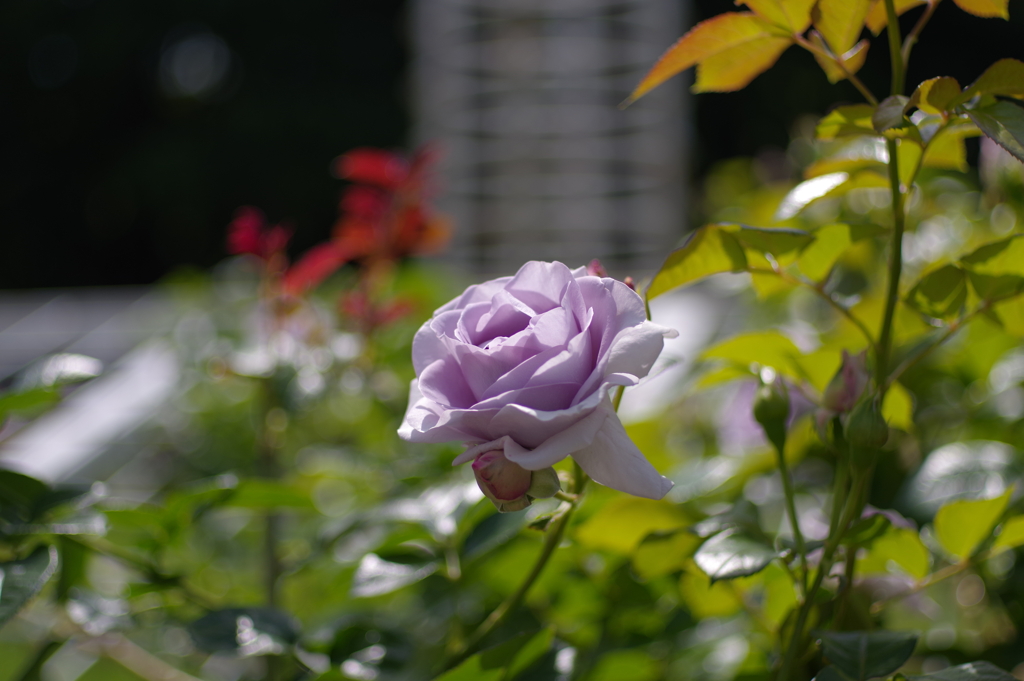 バラ_代々木公園