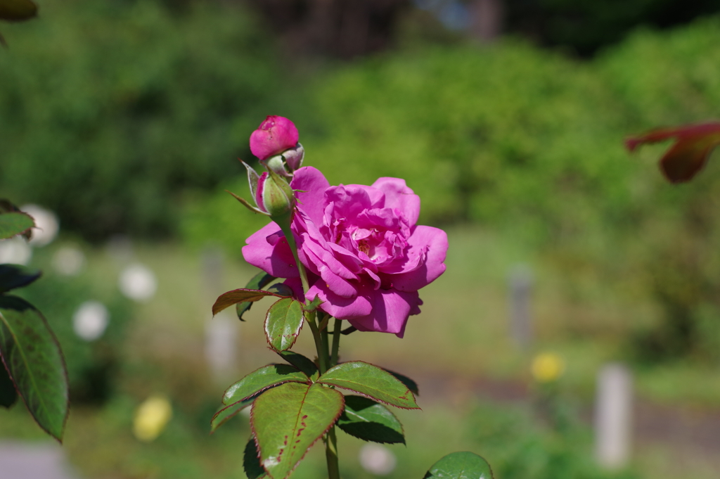 バラ_神代植物公園