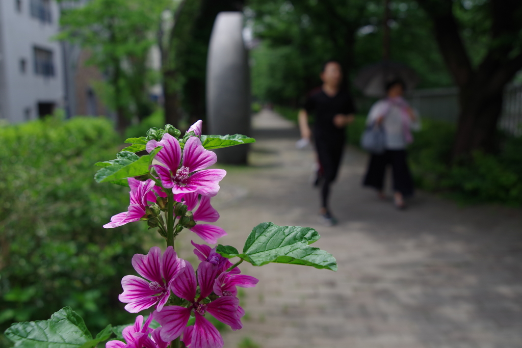 ゼニアオイ_神田上水公園