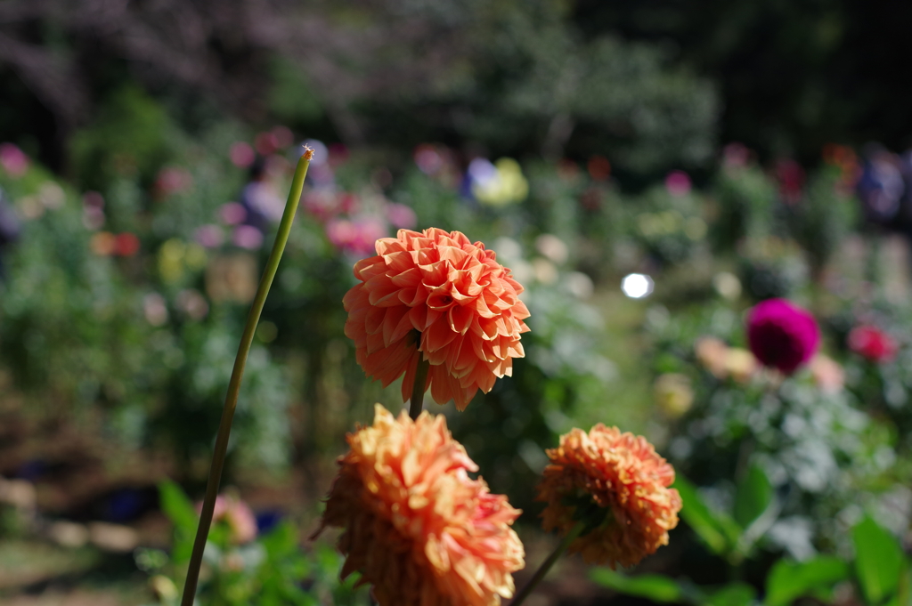 ダリア_神代植物公園