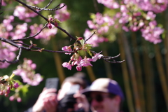 河津桜_皇居東御苑